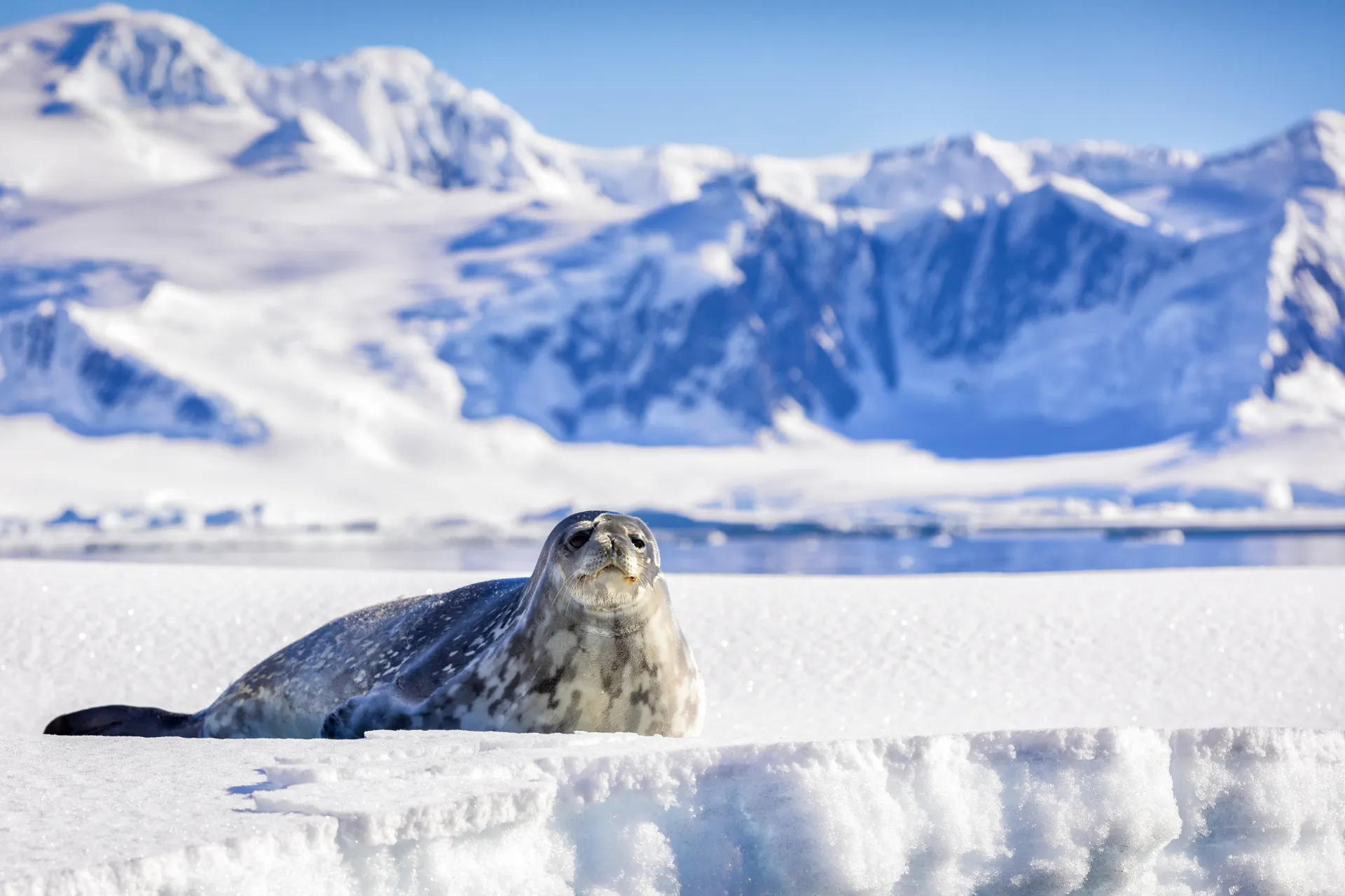 Zeehond ontspannen liggend op het ijs in het ongerepte landschap van Antarctica.