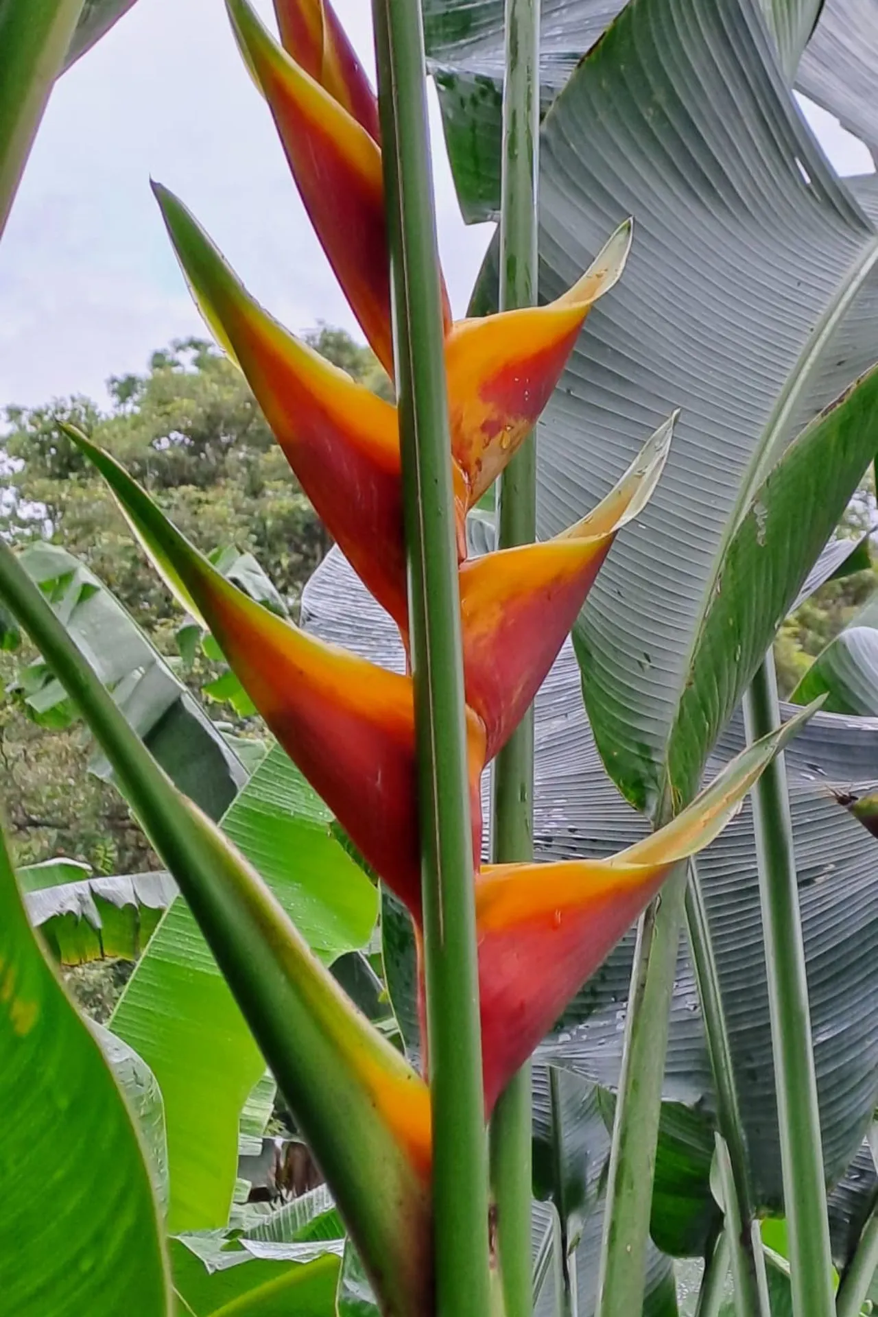 Close-up van een felgekleurde heliconia-bloem met rode en gele schutbladen, omringd door grote groene bladeren.