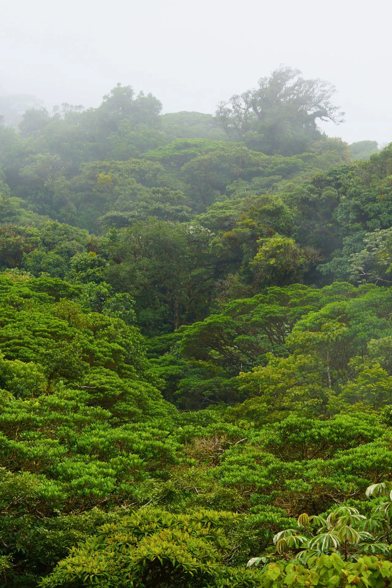Panoramisch uitzicht over het nevelwoud van Monteverde in Costa Rica. De combinatie van dichte begroeiing, mistige wolken en ongerepte natuur maakt dit een van de meest bijzondere natuurgebieden van Midden-Amerika.