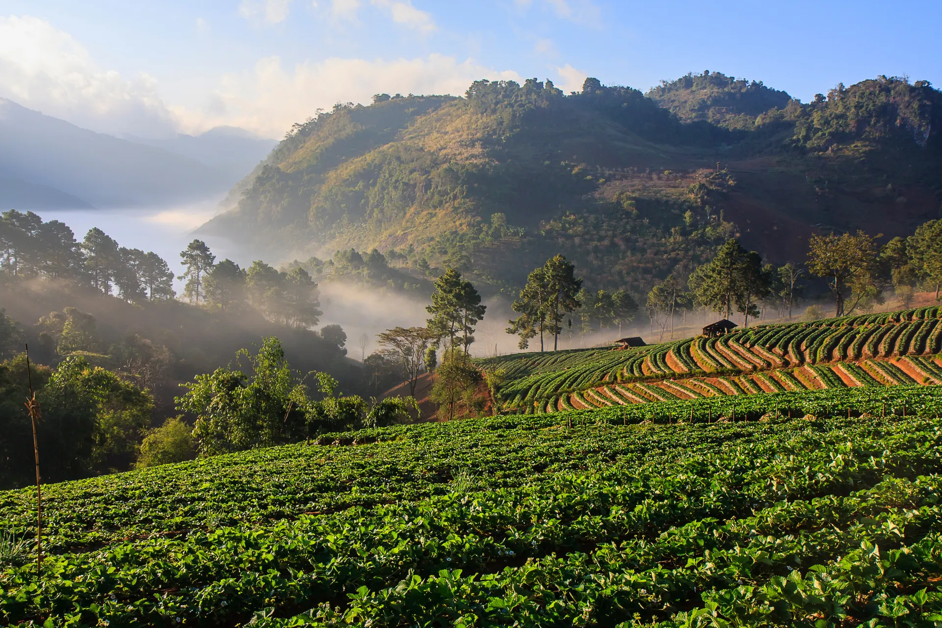 Groen veld met bomen en palmbomen in het rustige landschap van Chiang Mai Thailand.
