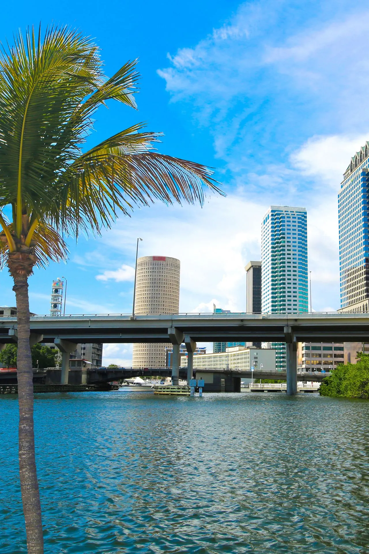 De skyline van Tampa aan het water, omlijst door palmbomen en een heldere lucht.