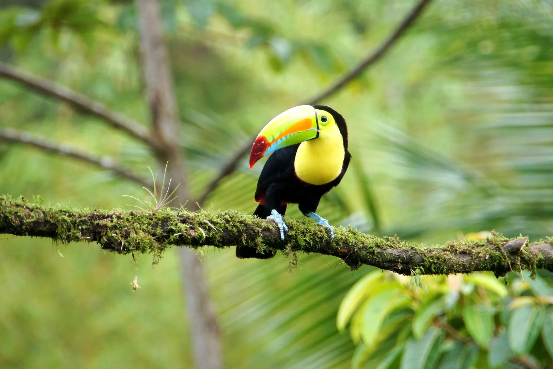 Kleurrijke toekan zittend op een tak in het regenwoud van Costa Rica. Deze iconische vogel met zijn opvallende snavel behoort tot de meest geliefde diersoorten die reizigers kunnen tegenkomen tijdens een natuurreis door Costa Rica.