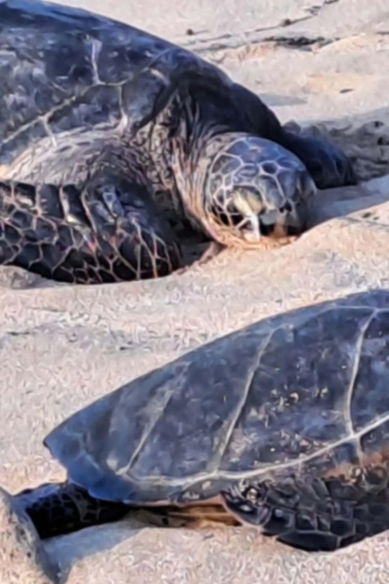 Twee zeeschildpadden die ontspannen op het zand liggen bij Ho’okipa Beach op Maui.
