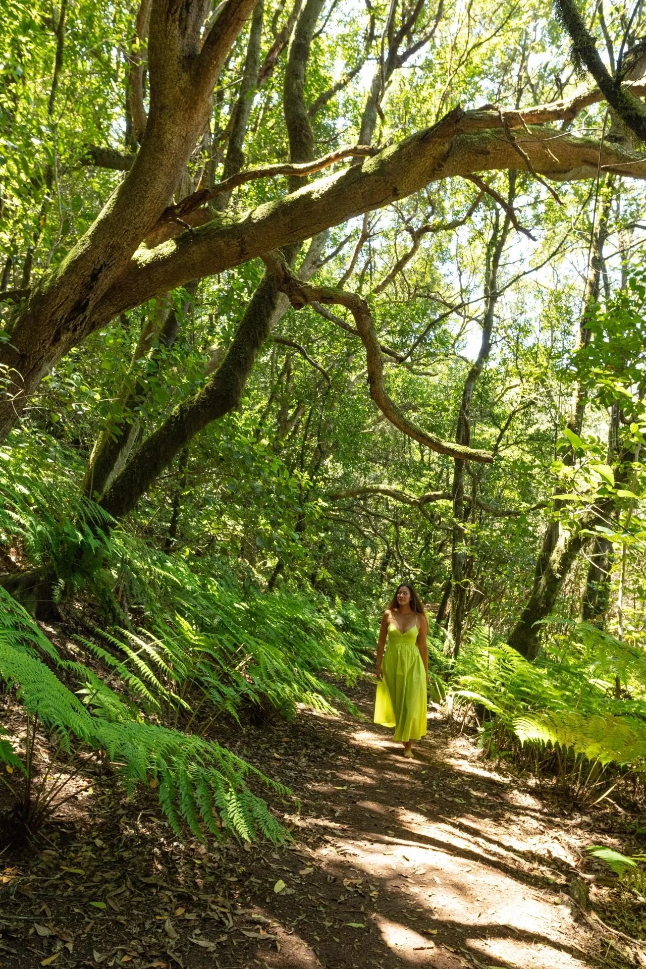 Wandelpad door een groen bos met varens en hoge bomen op Tenerife.