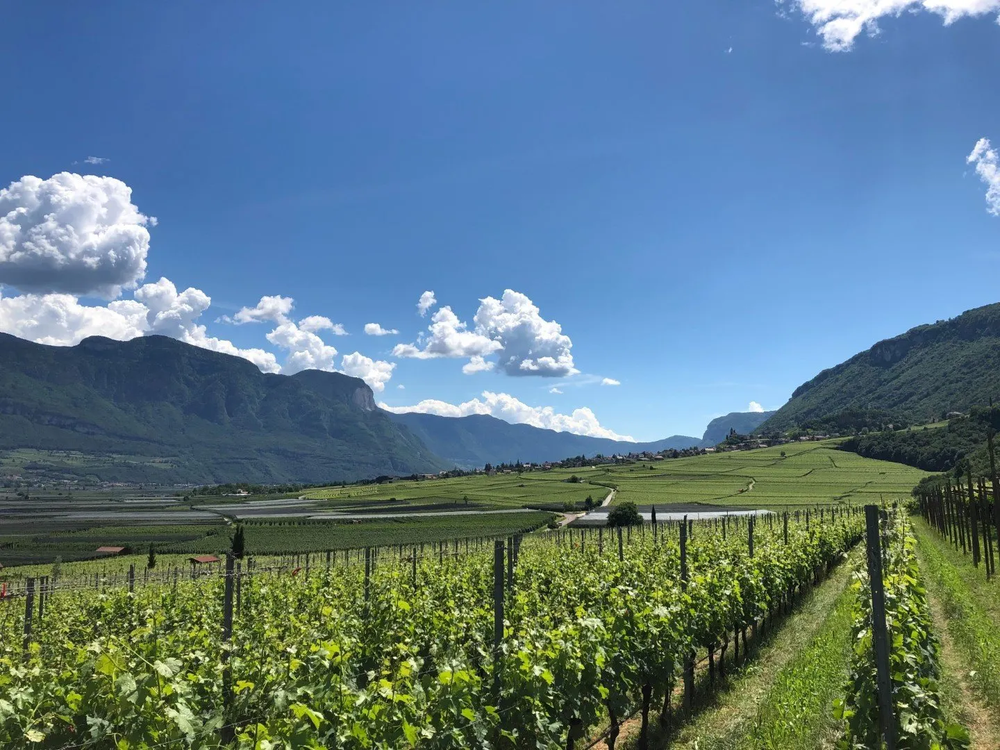 bolzano wijngaard