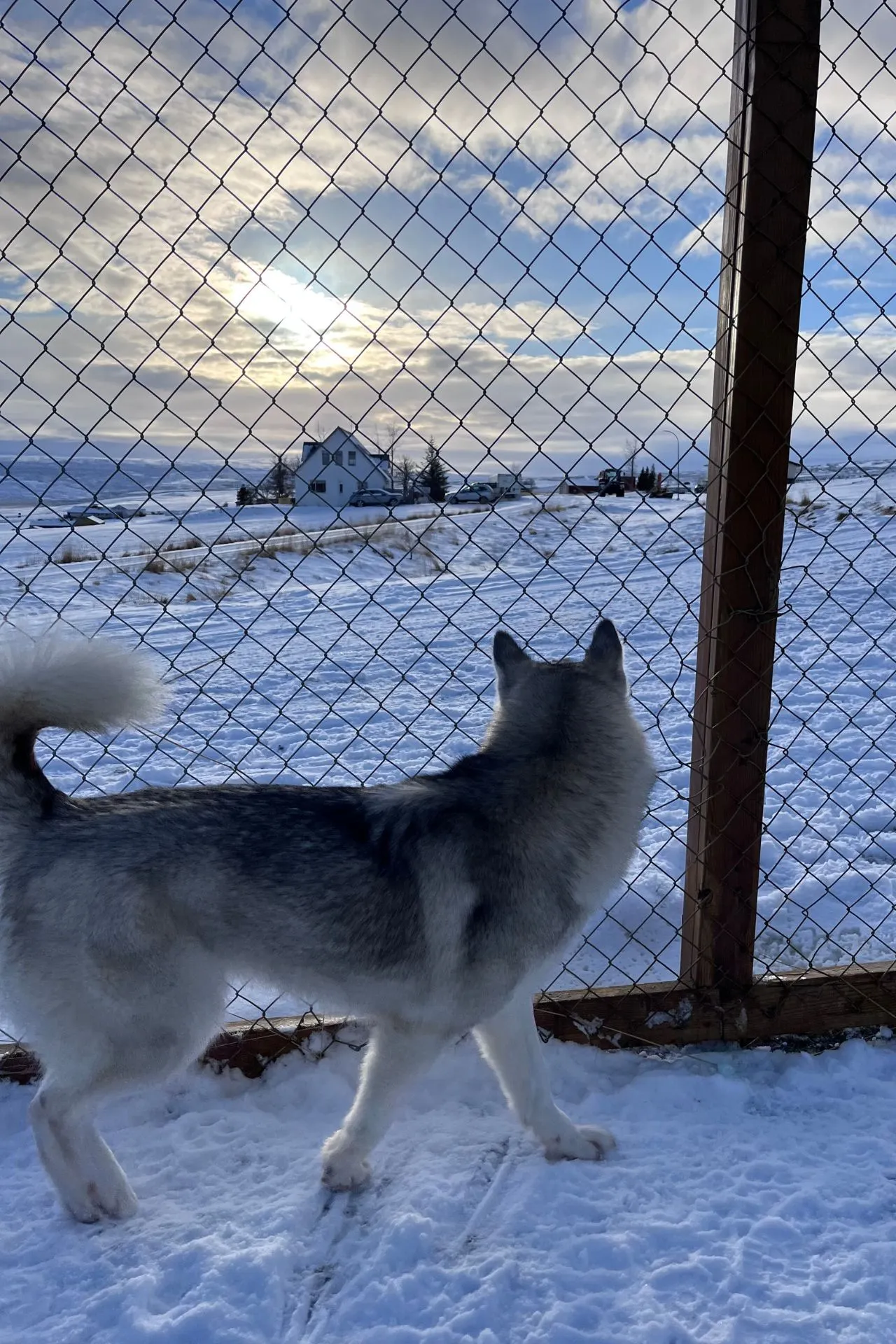 Husky kijkt door een hek uit over een besneeuwd landschap met een boerderij op de achtergrond in Noord‑IJsland.
