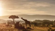 Zonsondergang over de savanne in Kenia met een giraf silhouet tegen het warme zonlicht.