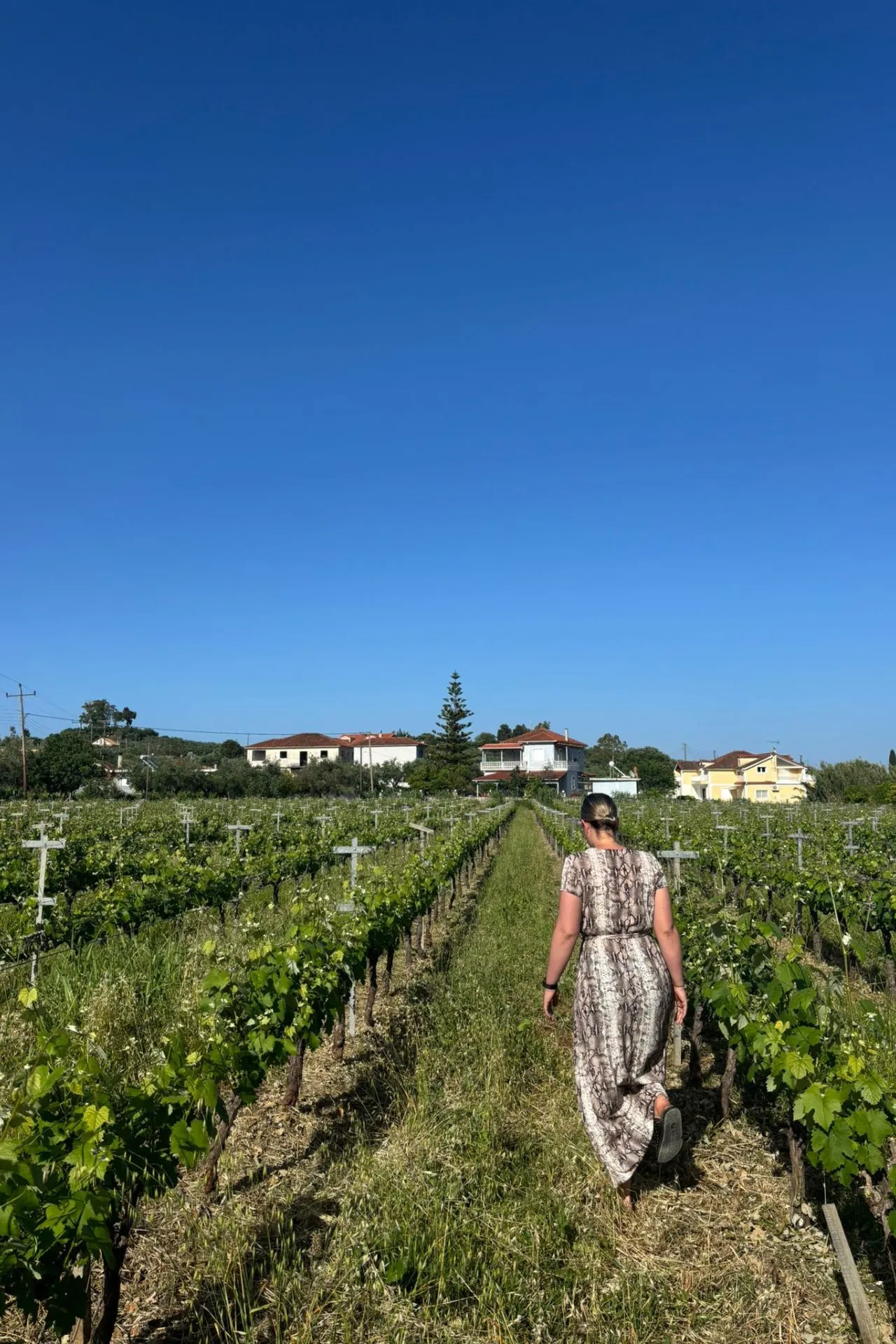 Persoon loopt door een groene wijngaard met blauwe lucht en traditionele huizen op de achtergrond op Zakynthos.