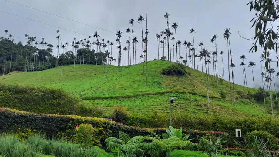 Groene heuvel bedekt met waspalmen, omringd door tropische vegetatie en struiken, onder een bewolkte lucht.