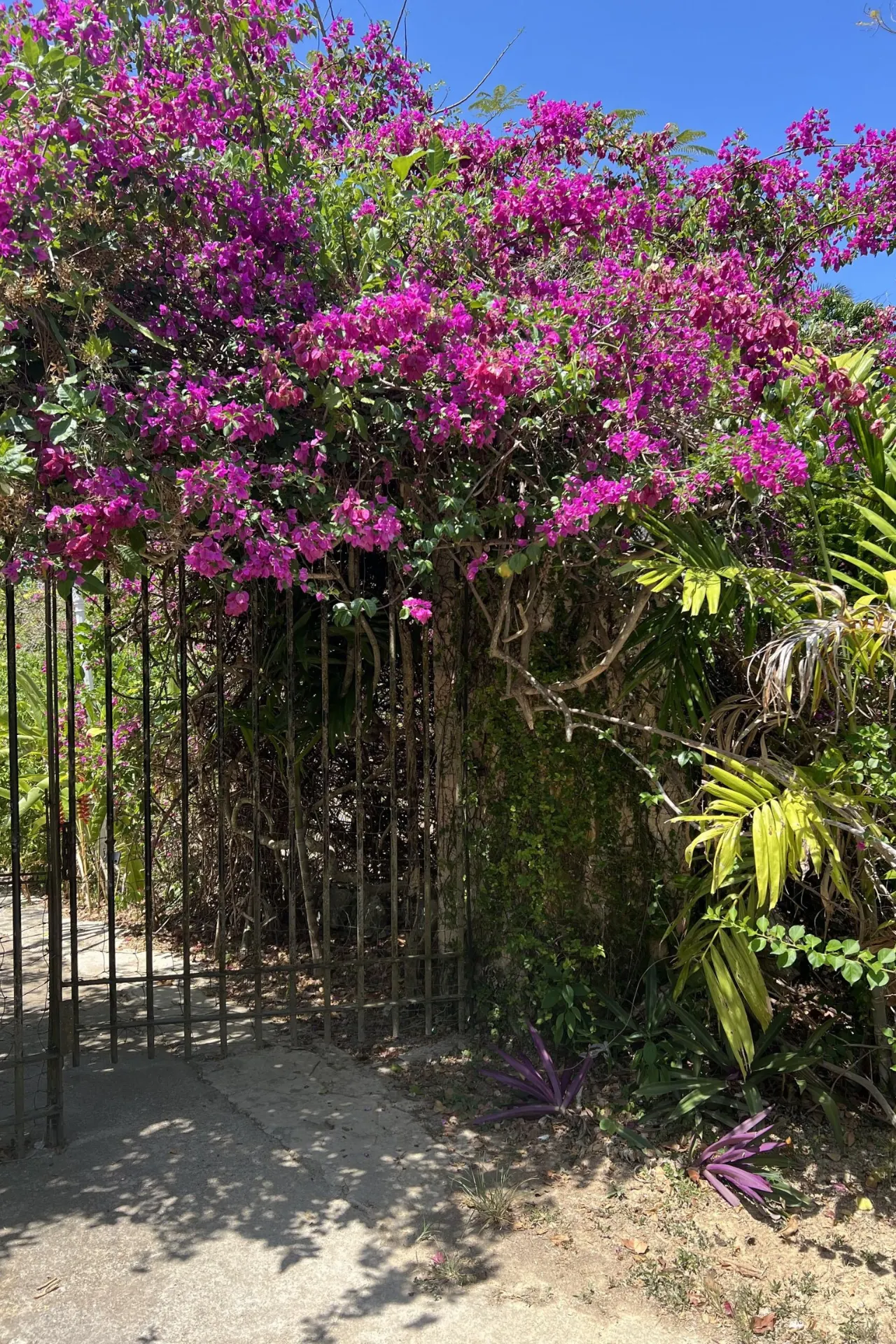 Felpaarse bloemen bloeien bij de entree van Greenwood Great House, een historisch landhuis in Jamaica.