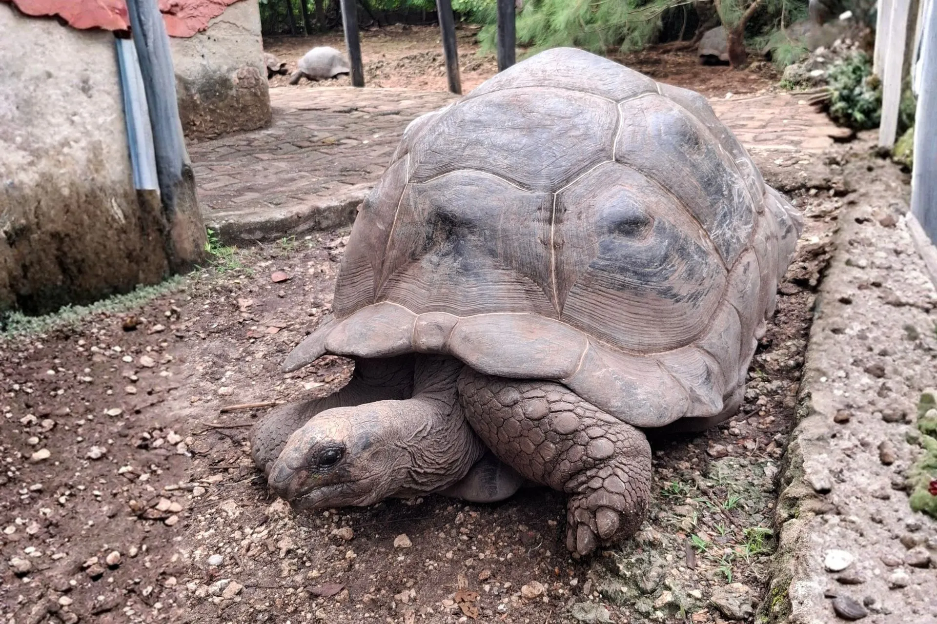 Een indrukwekkende Aldabra-reuzenschildpad op Prison Island, een van de bekendste bezienswaardigheden van Zanzibar. Sommige schildpadden op het eiland zijn meer dan 100 jaar oud. Prison Island trekt jaarlijks veel bezoekers die meer willen leren over de unieke fauna en geschiedenis van deze bijzondere bestemming.