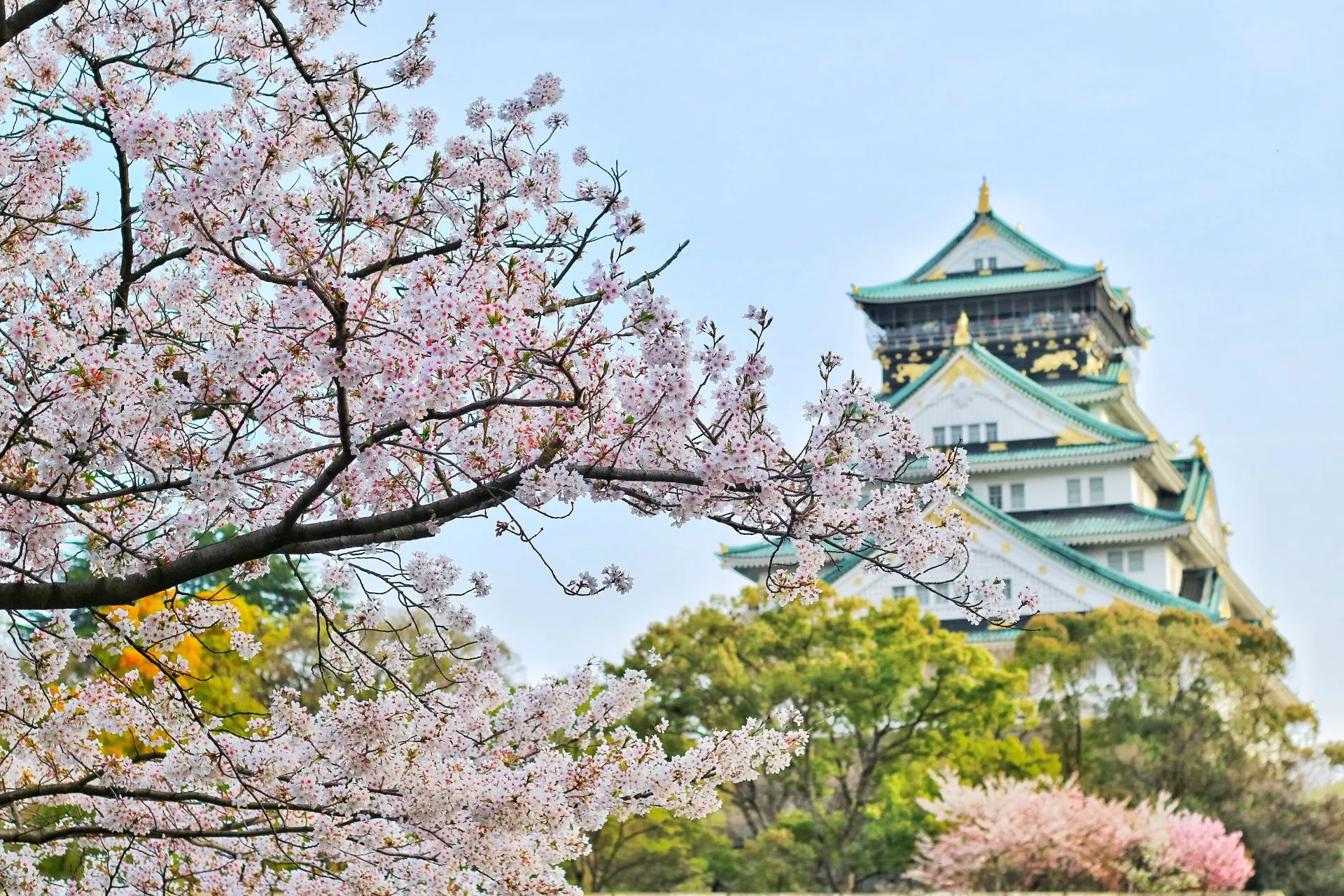 Kersenbloesem in Japan.