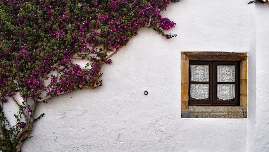 "Detail van een traditionele witte gevel in Alentejo, Portugal, met een houten raam voorzien van kanten gordijnen en een bloeiende paarse bougainvillea die langs de muur klimt. Deze typische architectuur weerspiegelt de authentieke charme van Portugese dorpen. Perfect voor liefhebbers van cultuur, fotografie en mediterrane sfeer. Ontdek Alentejo’s pittoreske straatjes, historische huizen en kleurrijke bloemen in een rustige omgeving."