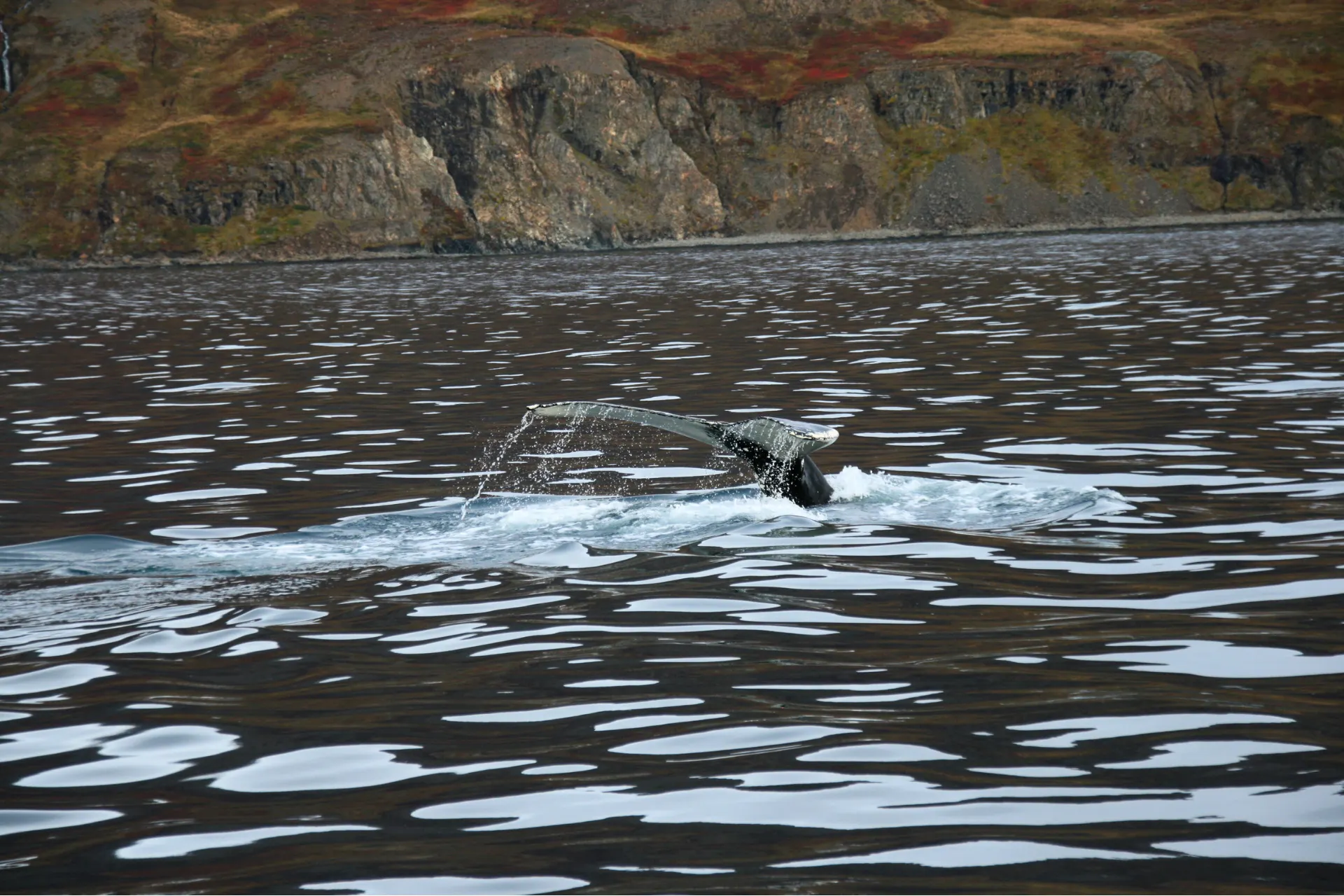 Een majestueuze walvisstaart steekt uit het diepe, blauwe water voor de kust van IJsland, omringd door een ruige en betoverende natuur.