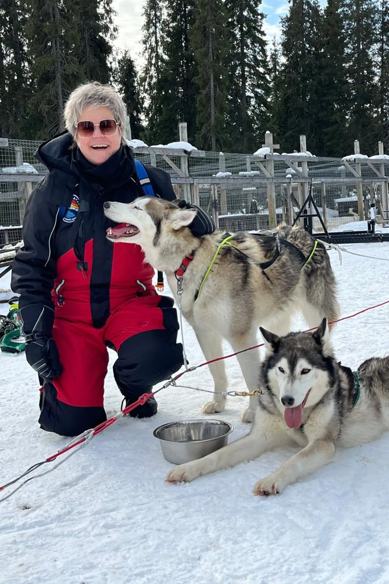 Persoon knielt in de sneeuw naast twee husky’s, één staand en één liggend, vlak voor een hondensleetocht in Lapland

