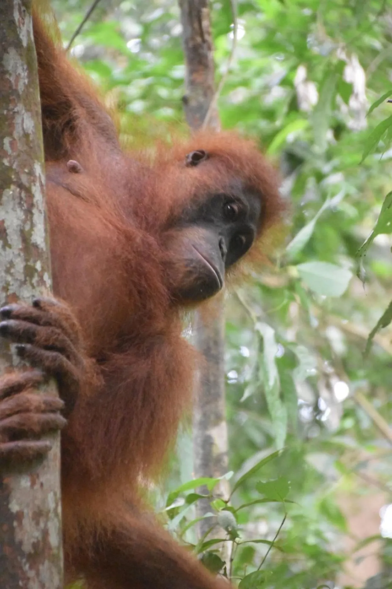  Een orang-oetan die vanuit een boom nieuwsgierig naar beneden kijkt, gefotografeerd in de jungle van Sumatra.