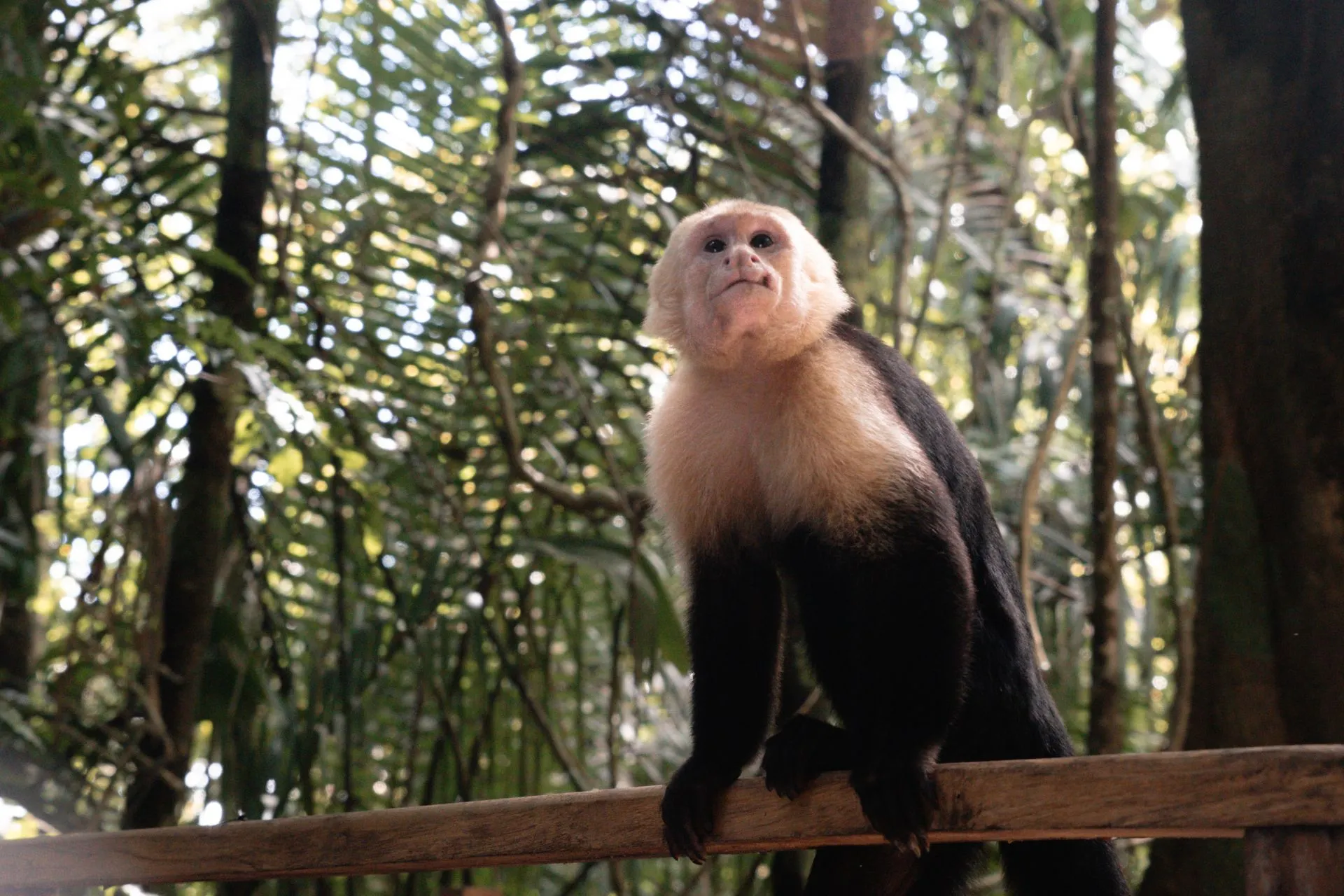 Witte kapucijnaap in een tropisch bos, kijkend vanaf een houten hek in Manuel Antonio, Costa Rica.