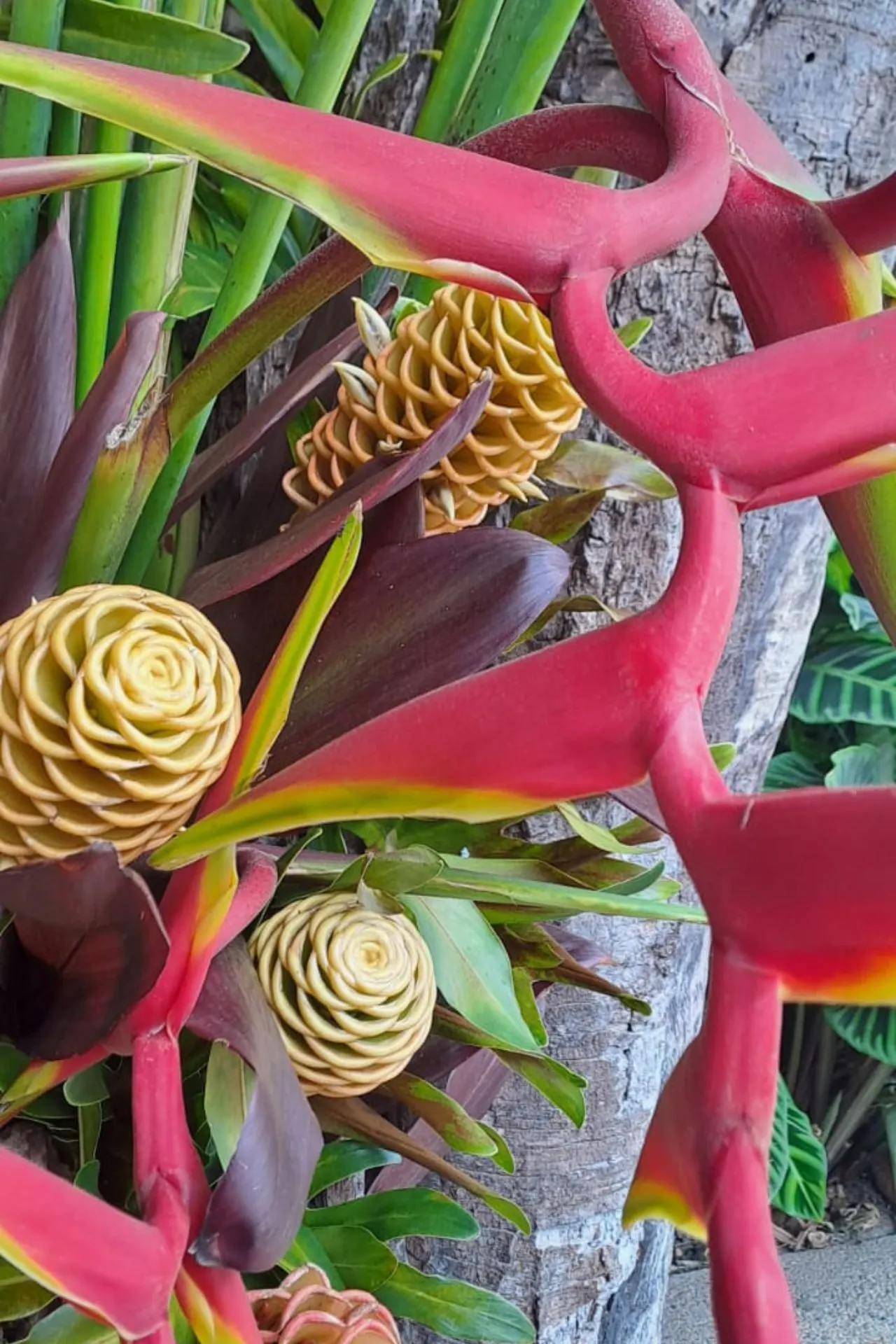 Tropische plant met rode stelen en gele, roosvormige bloemknoppen, omringd door groene bladeren.