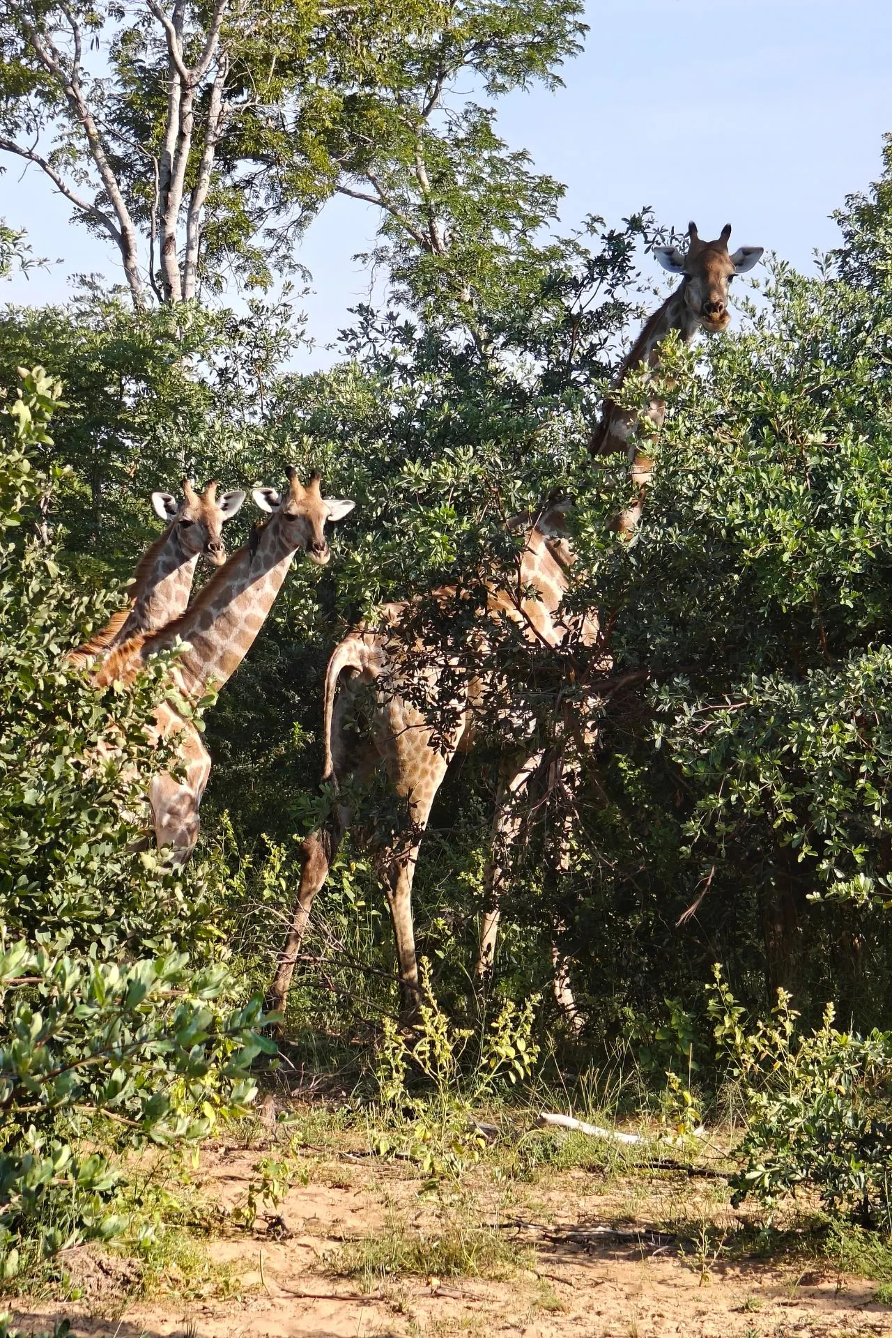 Drie giraffen in het wild in de Kavango Zambezi-regio