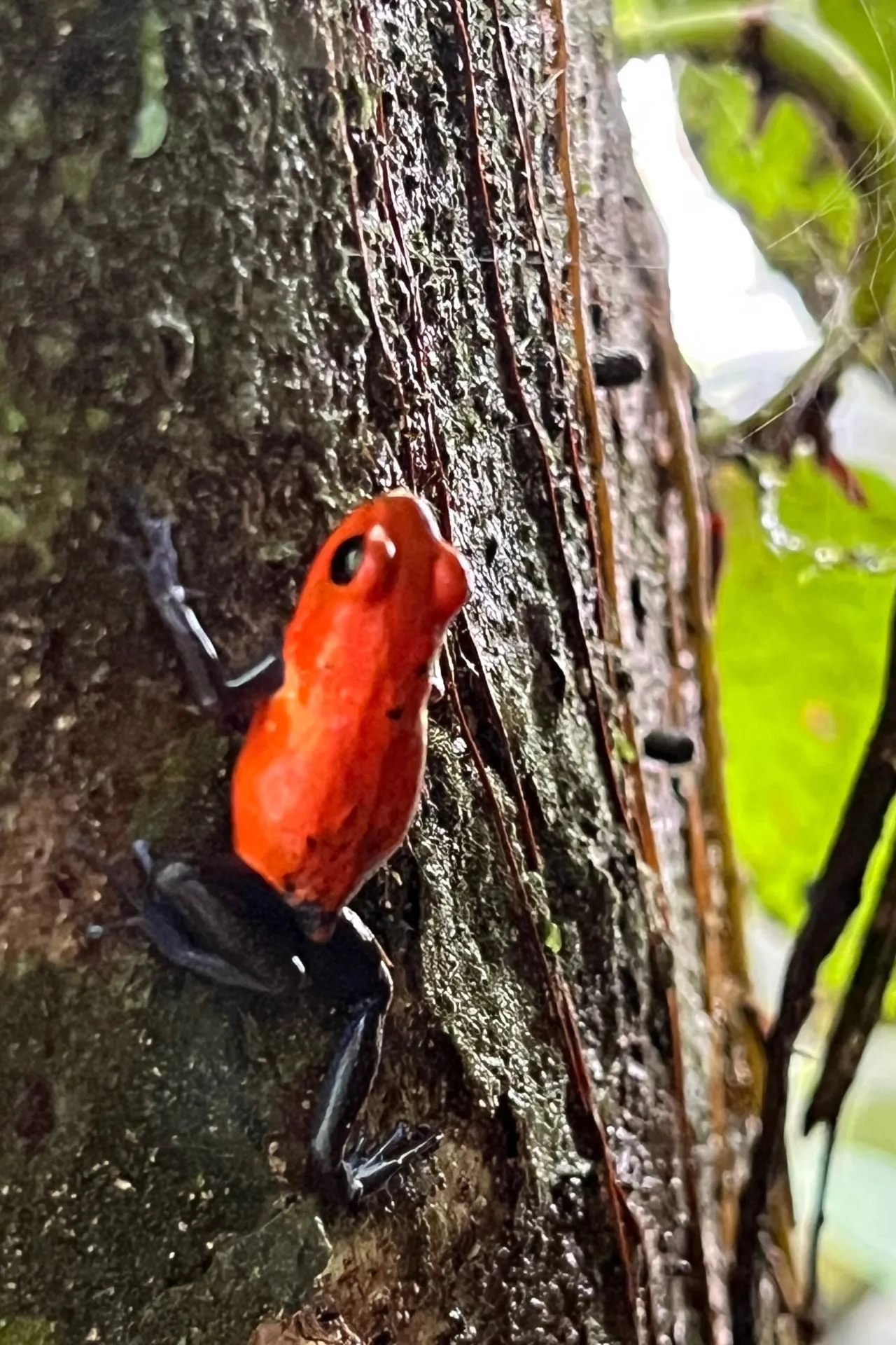 Kleurrijke gifkikker op een boomstam in het regenwoud van Costa Rica. Deze opvallende amfibieën behoren tot de bijzondere diersoorten die je tijdens een natuurreis of excursie door Costa Rica kunt tegenkomen.
