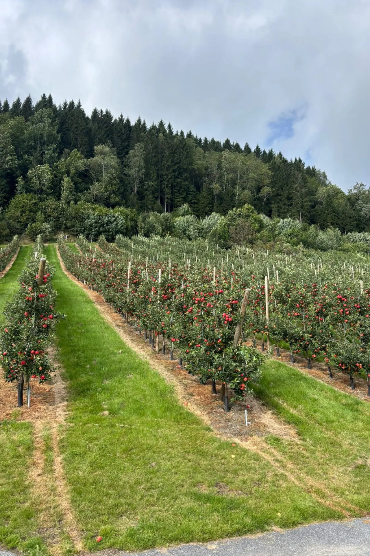 Boomgaard met rijen appelbomen vol rode appels, netjes geplant op een helling met groene grasstroken tussen de rijen. Op de achtergrond een dichtbegroeid bos van hoge naaldbomen onder een deels bewolkte lucht.