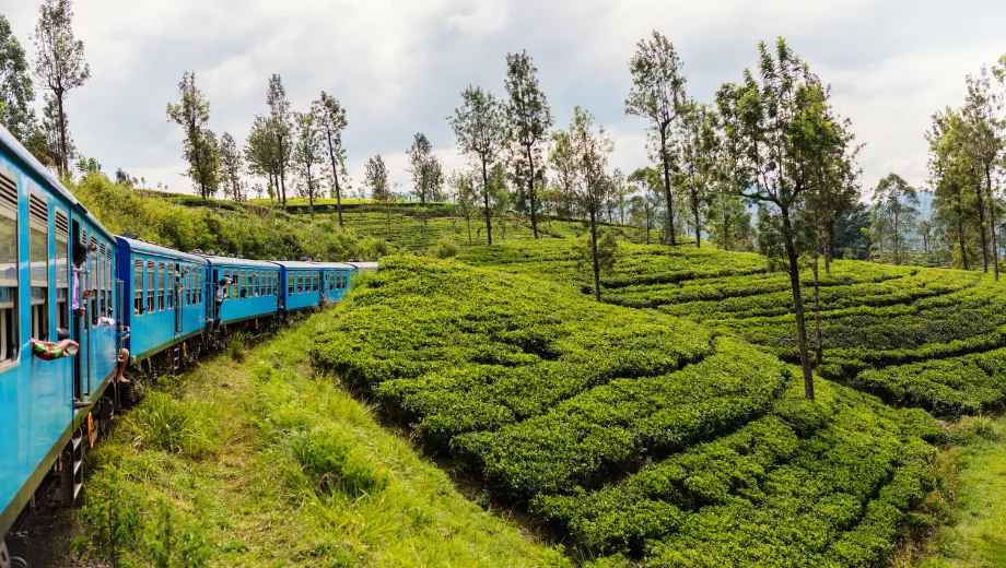 Blauwe trein rijdt door groene theeplantages in de heuvels van Sri Lanka, een iconische route voor reizigers die op zoek zijn naar een authentieke ervaring. Het landschap bestaat uit glooiende velden, hoge bomen en een schilderachtig uitzicht, ideaal voor een avontuurlijke rondreis. Perfect voor liefhebbers van natuur, cultuur en fotografie. Ontdek de charme van Sri Lanka met panoramische treinreizen, exotische bestemmingen en unieke bezienswaardigheden in een tropisch paradijs.