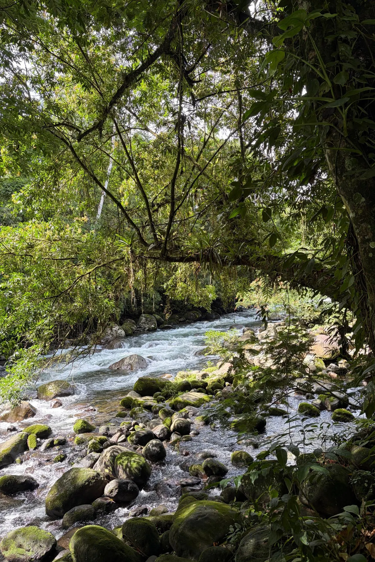Snelstromende rivier midden in de tropische natuur van Costa Rica. Mossige rotsen, dichtbegroeid regenwoud en helder water zorgen voor een idyllisch landschap dat kenmerkend is voor deze groene bestemming.