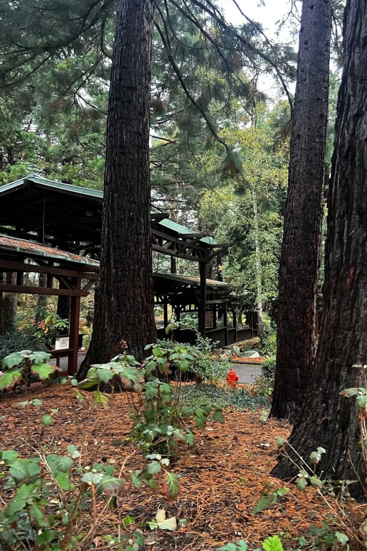 Sequoia Lodge bij Disneyland Parijs, omgeven door hoge sequoia-bomen en een bosrijke omgeving, geïnspireerd op Amerikaanse nationale parken. Dit hotel biedt een warme, rustieke sfeer en is ideaal voor bezoekers die na een dag in de parken willen ontspannen in een natuurlijke setting.