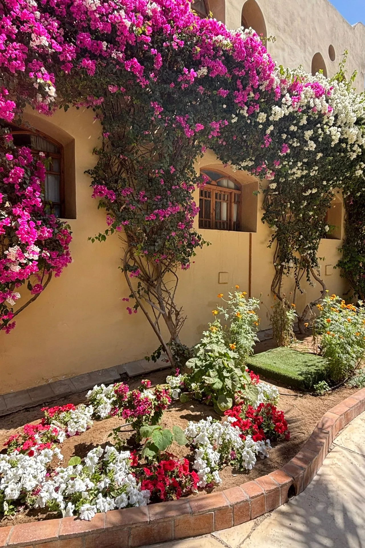 Bloemen en groene beplanting langs een gebouw bij een resort in Egypte
