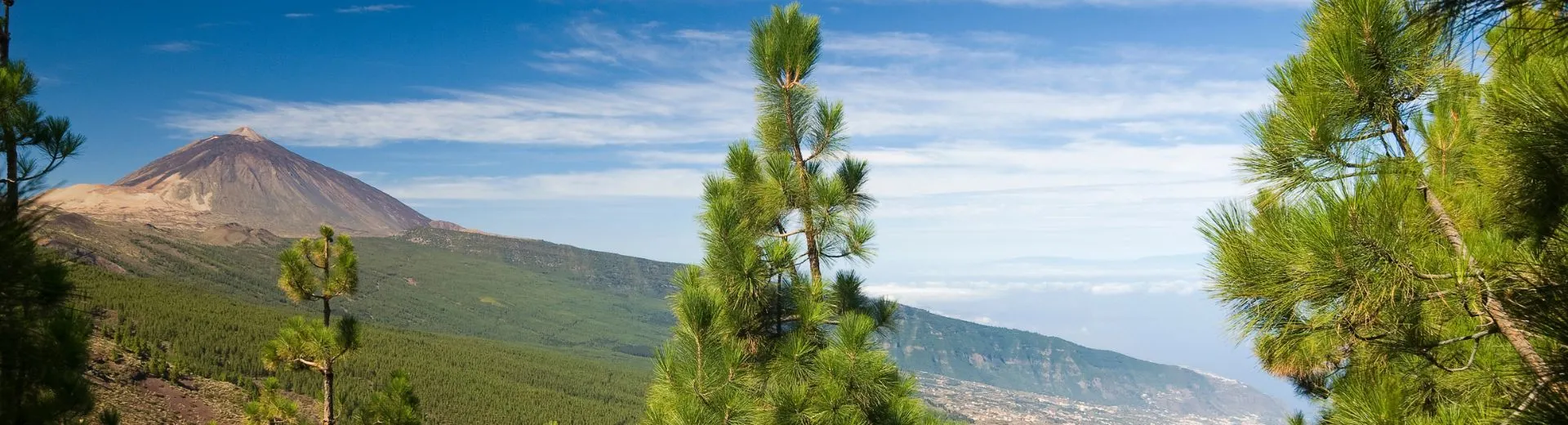 Uitzicht op de groene dennenbossen van Tenerife met op de achtergrond de vulkaan El Teide onder een blauwe lucht.