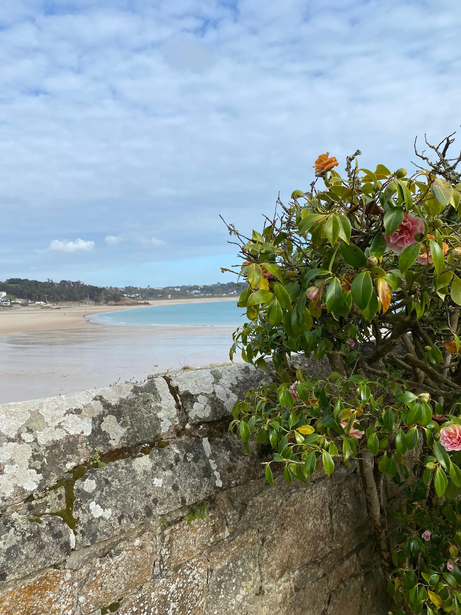 Uitzicht op een rustige zandbaai met helderblauw water, gefotografeerd vanaf een stenen muur met groene struiken en roze bloemen op de voorgrond. De kustlijn strekt zich uit onder een licht bewolkte hemel, wat een serene en natuurlijke sfeer creëert. Perfect voor strandwandelingen, fotografie en vakanties aan zee, met een combinatie van ongerepte natuur, zandstranden en panoramische uitzichten langs de kust.