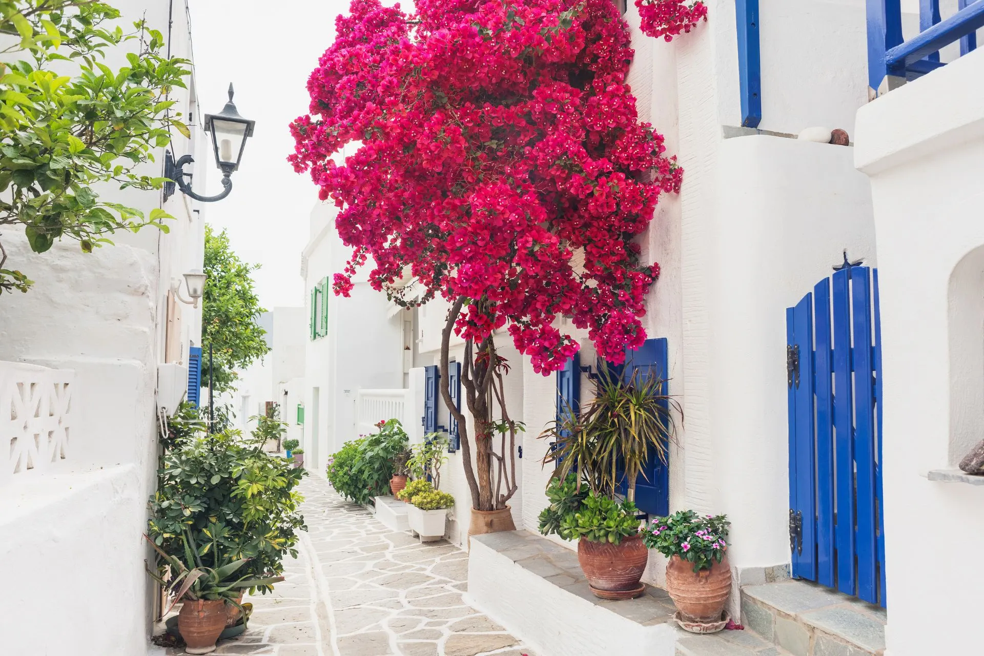 Smal straatje op Paros met witte huizen, blauwe luiken en roze bloemen