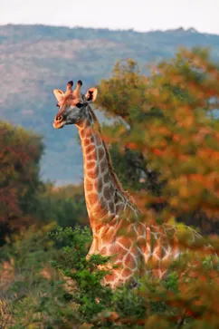 Giraffe in Pilanesberg National Park, Zuid-Afrika.