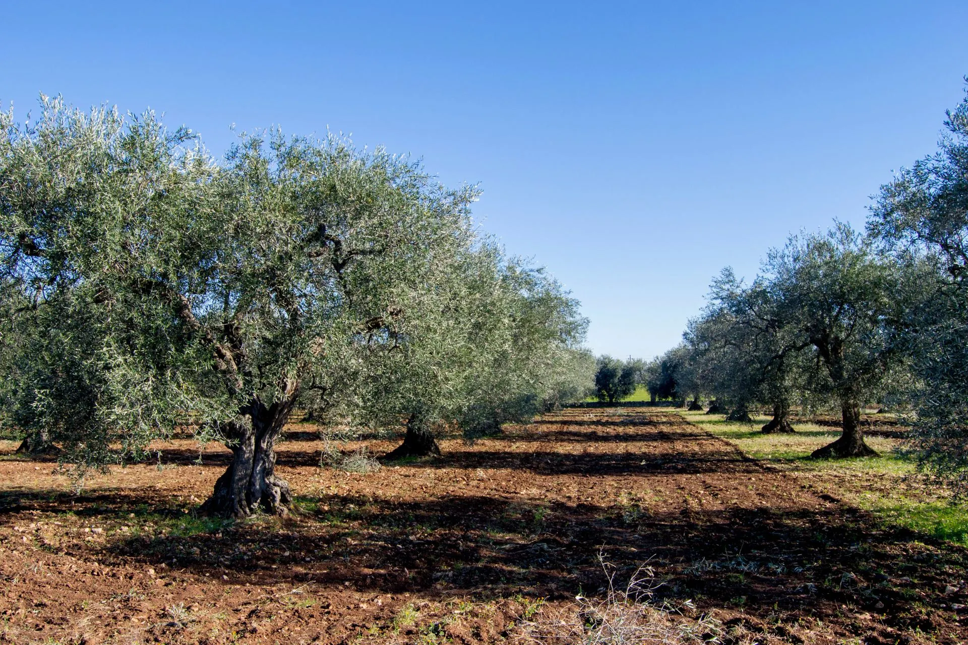 Lange rijen olijfbomen met diepe schaduwen en een blauwe lucht in een typisch Zuid-Italiaans landschap.