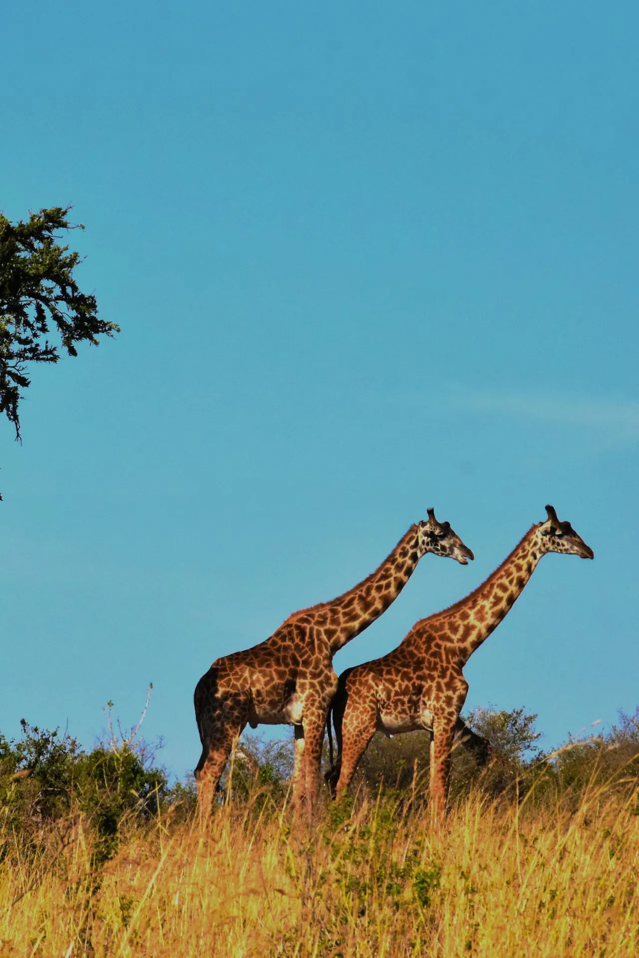 "Twee majestueuze giraffen in een uitgestrekte Afrikaanse savanne onder een heldere blauwe lucht. Perfect beeld van een safari-ervaring in Kenia of Tanzania, waar wilde dieren vrij rondlopen in hun natuurlijke habitat. Ideaal voor avontuurlijke reizen, wildlife fotografie en natuurbehoud. Ontdek de schoonheid van Afrika, van nationale parken tot unieke flora en fauna. Een droom voor natuurliefhebbers en safari-toeristen die op zoek zijn naar onvergetelijke momenten."