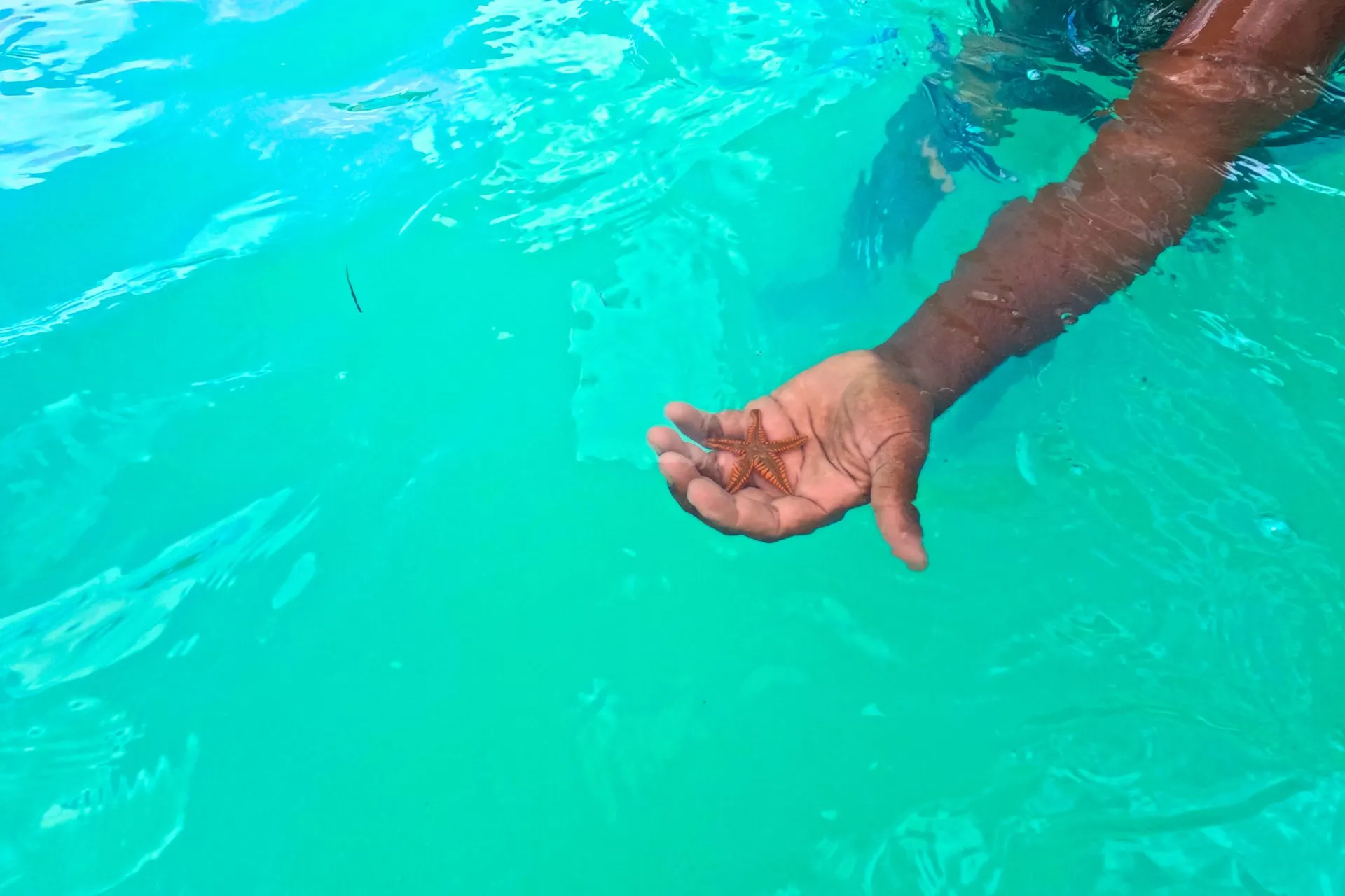 Een kleurrijke zeester op de hand op Saona Island, Dominicaanse Republiek.