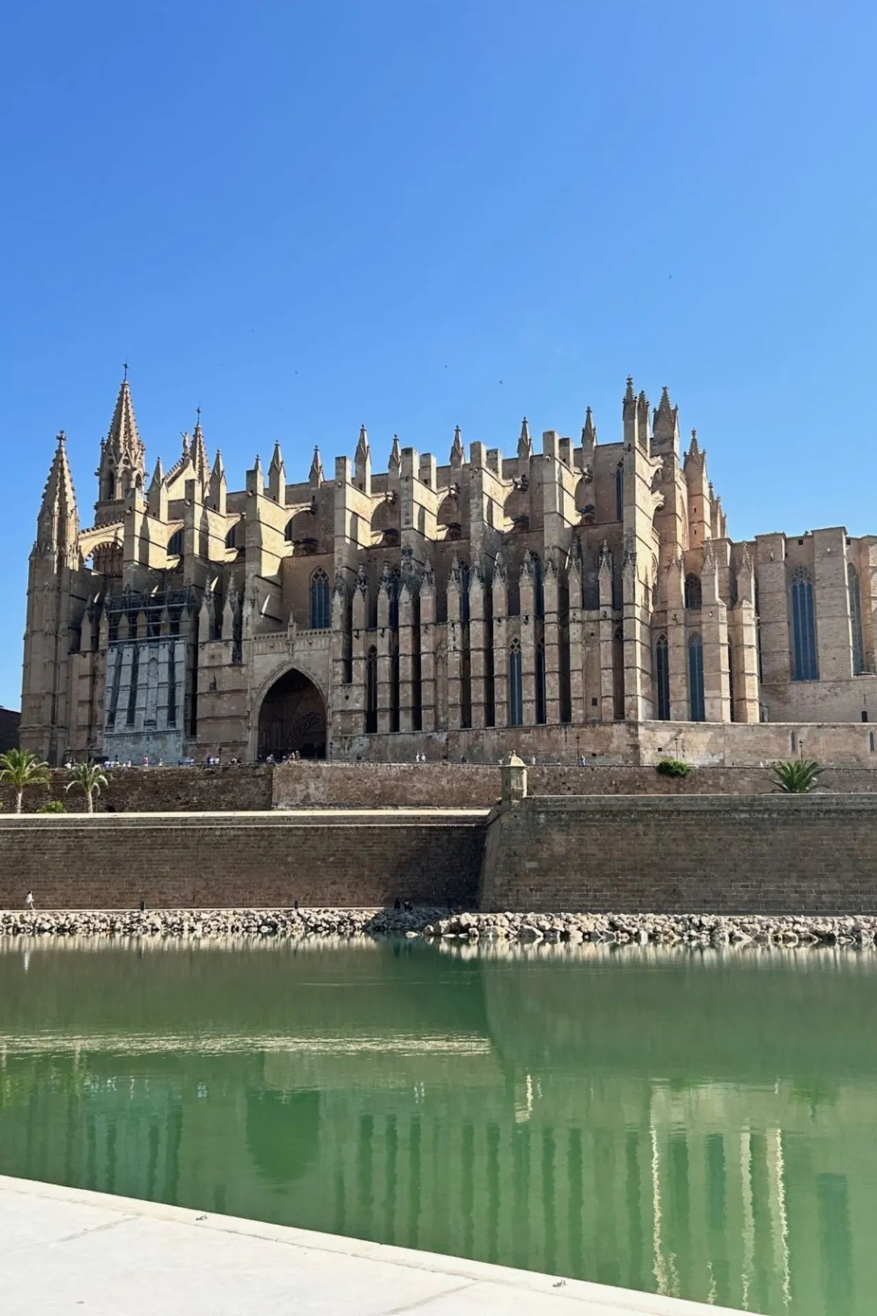 Majestueuze gotische kathedraal aan het water, met imposante torens, gedetailleerde spitsbogen en indrukwekkende gevelarchitectuur. Het historische bouwwerk weerspiegelt prachtig in het groene water van de gracht, onder een stralend blauwe lucht. Iconische bezienswaardigheid van Palma de Mallorca, ideaal voor cultuurtoerisme, architectuurfotografie en historische ontdekkingen in Spanje.