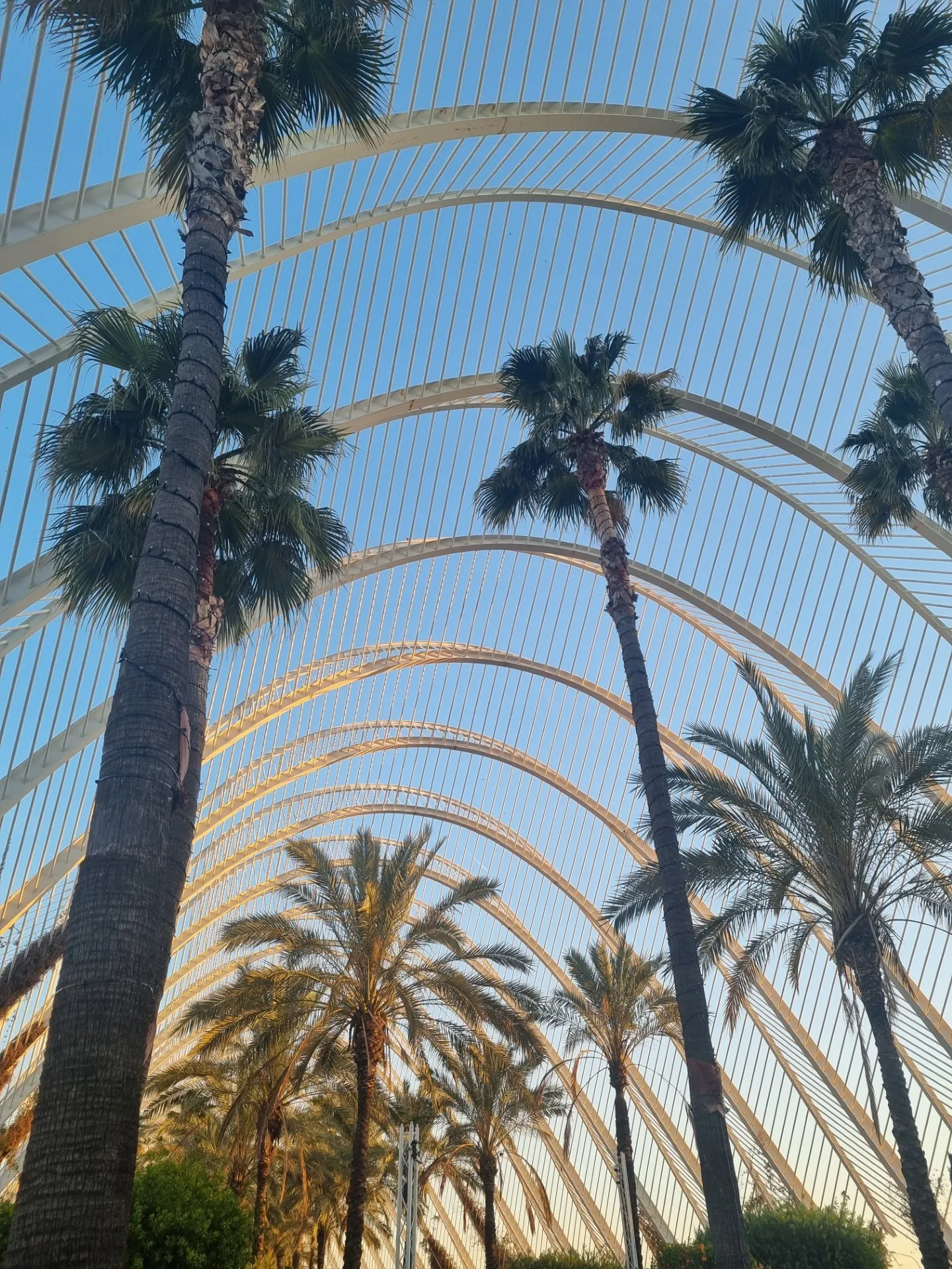 Foto gericht naar boven, je ziet palmbomen in Valencia Spanje.