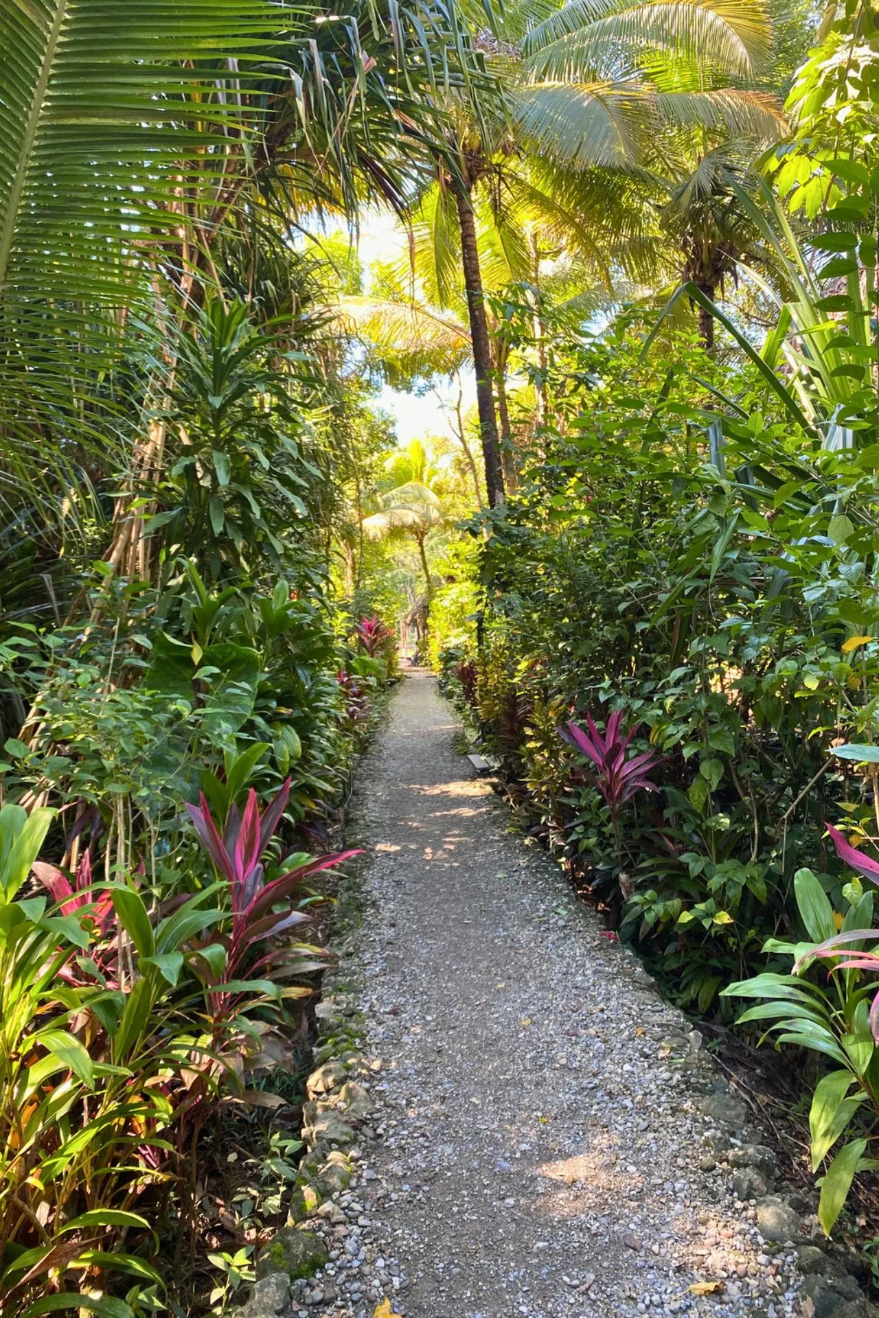 Tropisch wandelpad omgeven door palmbomen en weelderige jungle op Caye Caulker in Belize.