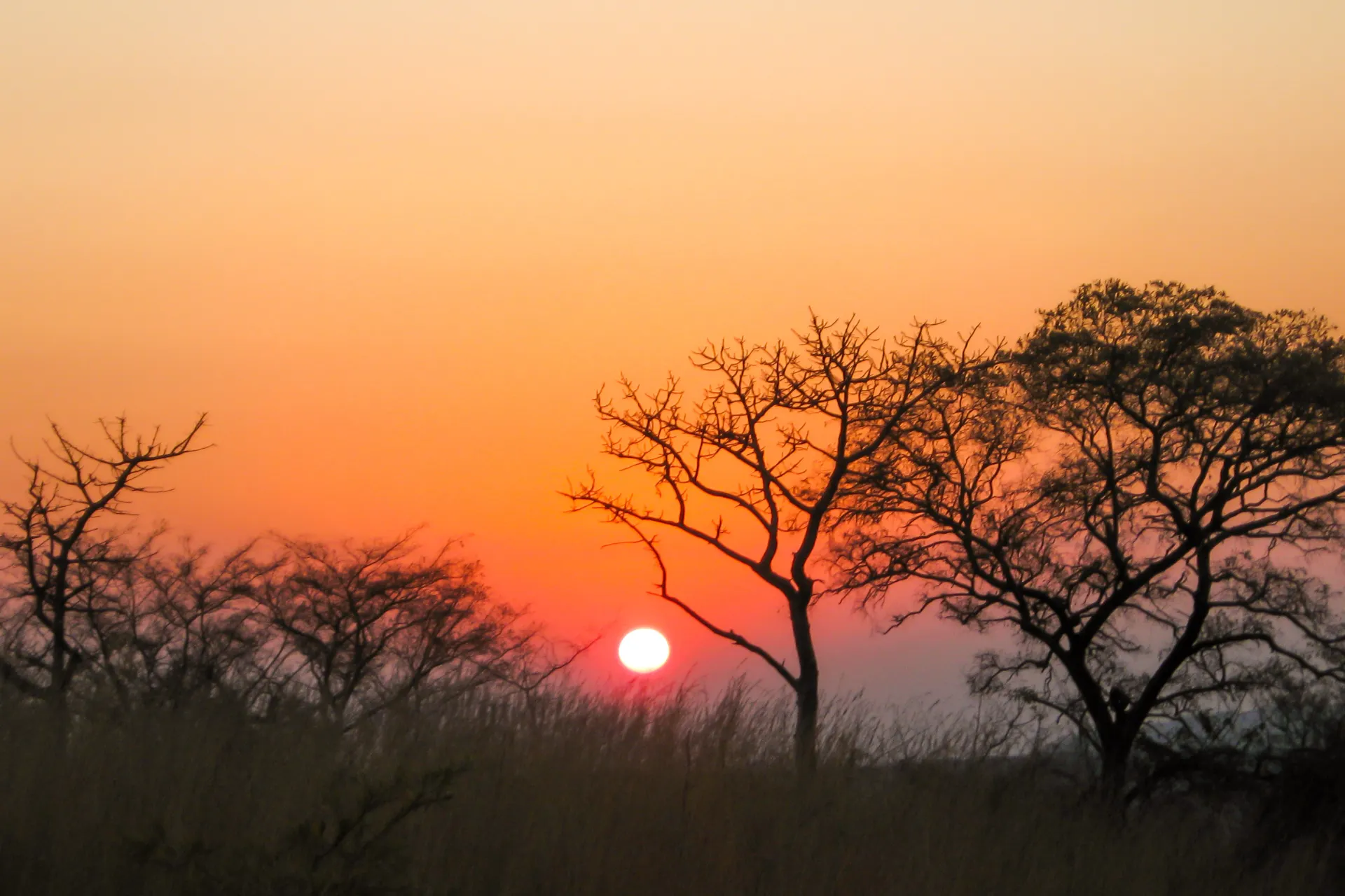 Prachtige zonsondergang boven een savannelandschap met hoge grassen en silhouetten van bomen tegen een warme oranje en roze lucht. De zon staat laag aan de horizon en zorgt voor een serene en natuurlijke sfeer, ideaal voor fotografie en natuurbeleving. Perfecte setting voor zoekwoorden zoals zonsondergang in de natuur, savanne landschap, tropische zonsondergang, rustgevende uitzichten en reisbestemmingen voor natuurliefhebbers.
