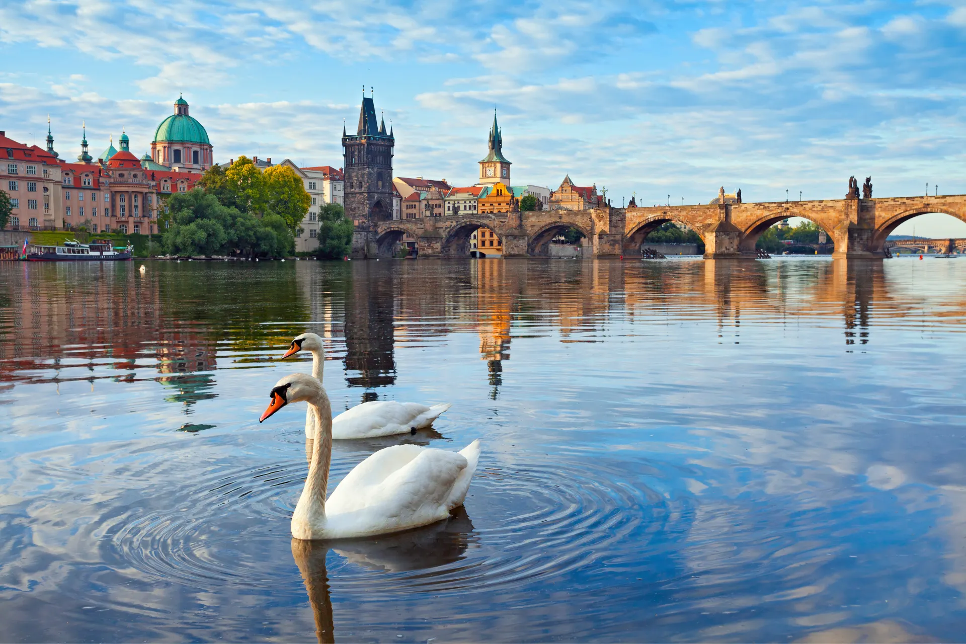 Uitzicht op de Karelsbrug in Praag over de rivier de Moldau, met historische torens en kleurrijke gebouwen op de achtergrond. Twee witte zwanen zwemmen in het rustige water, waarin de brug en de blauwe lucht met wolken prachtig weerspiegelen. Iconische bezienswaardigheid en romantische plek in Tsjechië, populair voor fotografie, cultuur en sightseeing.